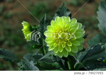 メキシコの国花の写真素材