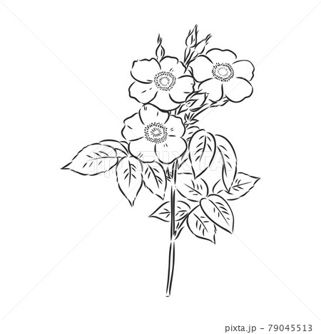 フローラル モノクロ 白黒 花束のイラスト素材