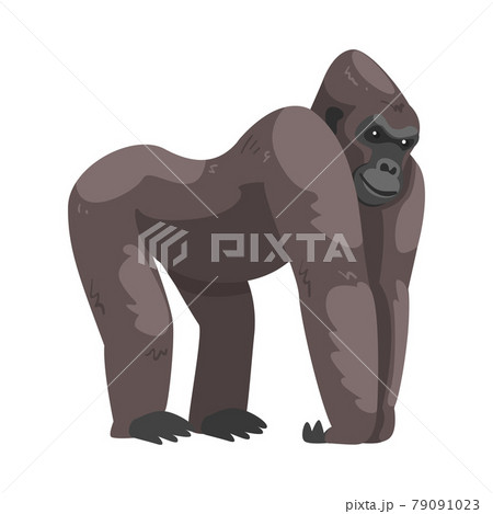 ゴリラ 動物 猿 ポーズの写真素材 - PIXTA