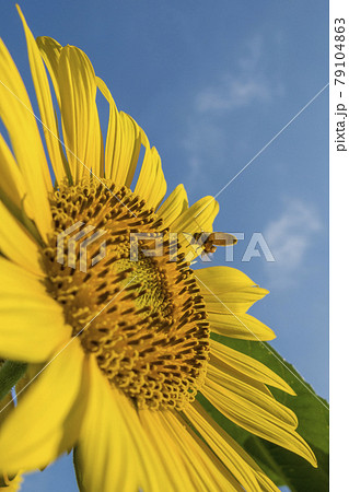 ひまわりと蜂 ひまわりと蜂の写真素材 [FYI02984183] | ストックフォトの Qlean