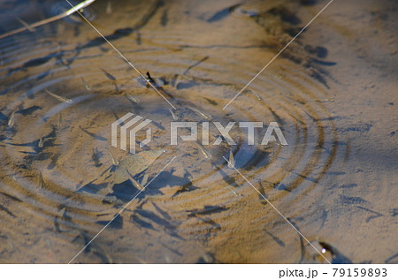 メダカ 絶滅 絶滅危惧種 黒メダカの写真素材