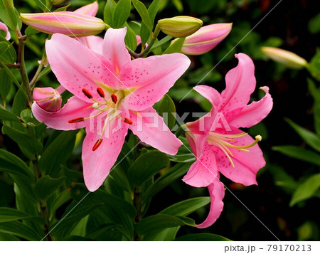 百合 花 草花 ソルボンヌ ユリの写真素材 百合 花 草花 ソルボンヌ ユリの写真素材