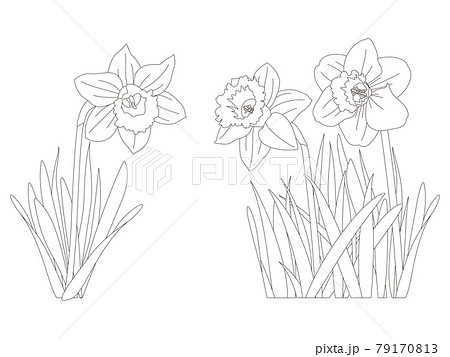 塗り絵の写真素材 Pixta