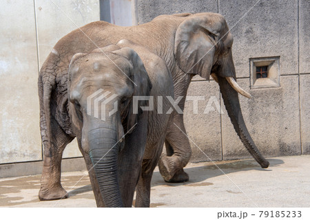 とべ動物園の写真素材