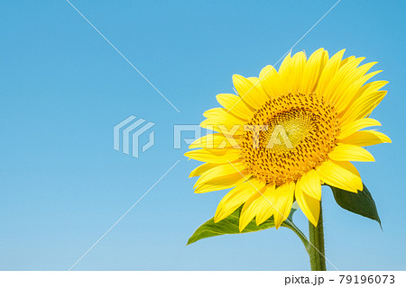 ひまわり 向日葵 の写真素材集 ピクスタ