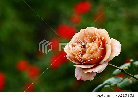 イギリス国花の写真素材