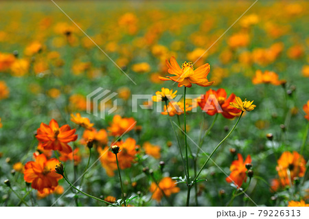 オレンジ色の花 多年草の写真素材