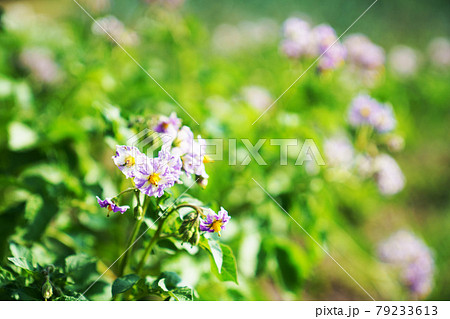 ジャガイモの花 黄色 春 薄紫色の写真素材