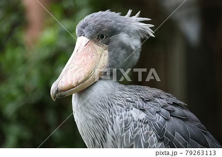☆ハシビ口コウ☆ページ SBL JPN(shoebill japan). I never move.ふたば #ハシビロコウ