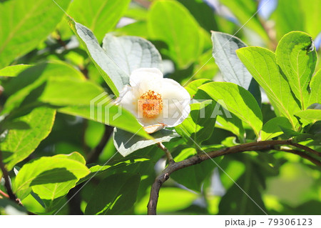 ナツツバキの花の写真素材 ナツツバキの花の写真素材
