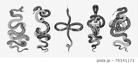 白黒 蛇のイラスト素材