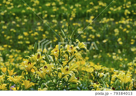 ラッパ型の花の写真素材