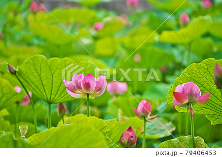 蓮華八葉 蓮華の写真素材