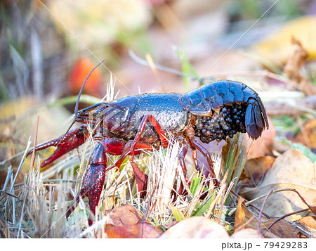 ザリガニ 産卵 アメリカザリガニ 秋の写真素材