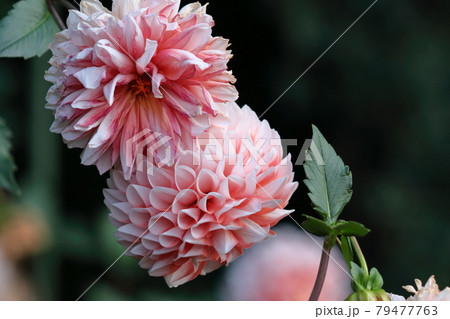 メキシコの国花の写真素材