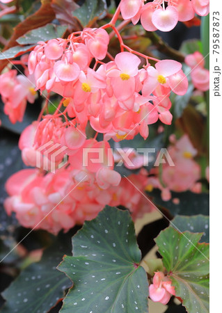 木立ベゴニアの写真素材 - PIXTA