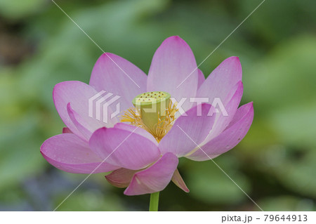 凛とした花の写真素材