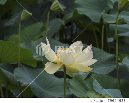 凛とした花の写真素材