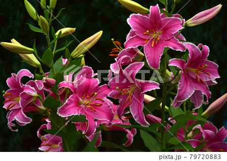 百合の花の写真素材