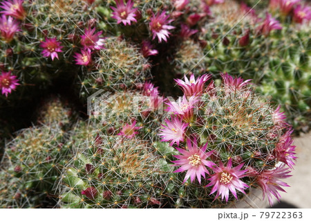 サボテンの綿毛 多肉植物の写真素材