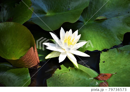 花 緑 水草 浮き草の写真素材