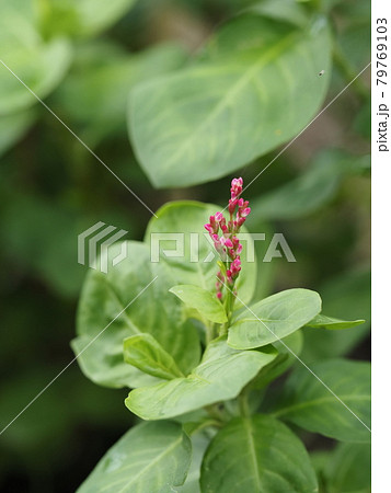 タデアイ 藍染めの写真素材