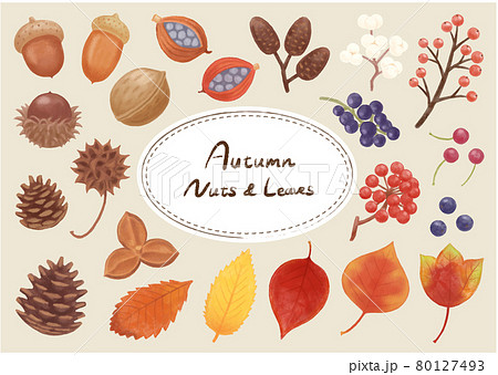 11月の花のイラスト素材