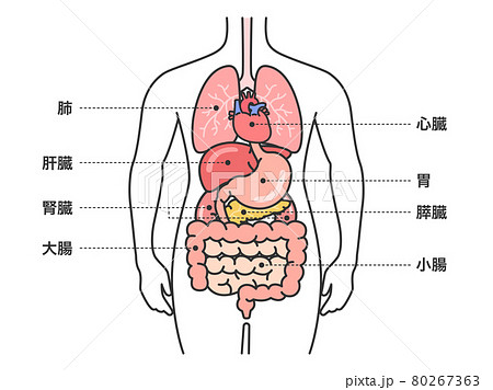 内蔵 ベクター 人体 解剖のイラスト素材