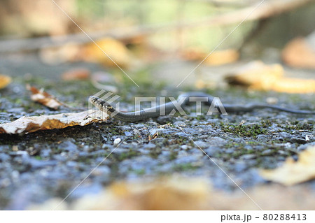 ヒバカリ 蛇 かわいいの写真素材