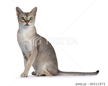 64+ Singapura cat germany Funny Cats Life