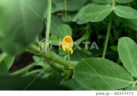 花 落花生 葉 黄色の写真素材