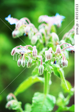 星型の花の写真素材