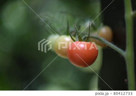 野菜の成長過程の写真素材