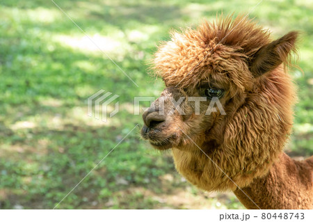 ラクダ科の写真素材