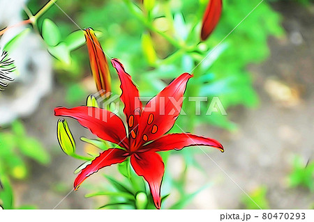 ヒメユリのイラスト素材