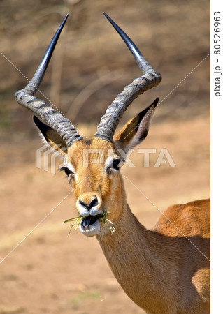 インパラ 動物の写真素材