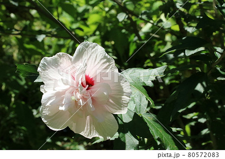ムクゲ 八重咲き 花 木槿花の写真素材