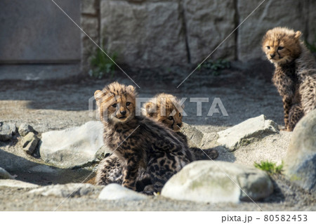 チーターの赤ちゃんの写真素材