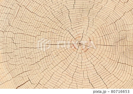 年輪 丸太 断面の写真素材