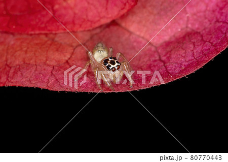 赤い小さい蜘蛛の写真素材