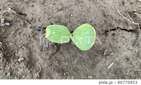 新芽 苗 双葉 カボチャの写真素材