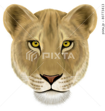 動物 ライオン 顔 イラストの写真素材