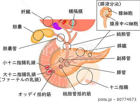 膵臓のイラスト素材