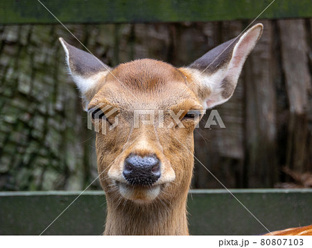 動物 鹿 正面 顔の写真素材