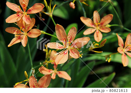 ぬばたま 植物の写真素材