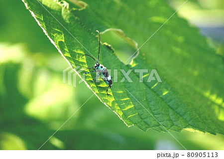 ラミーカミキリ 小さい 昆虫 可愛いの写真素材
