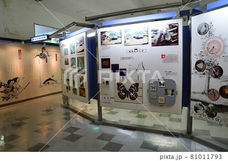 黒川虫の写真素材 - PIXTA