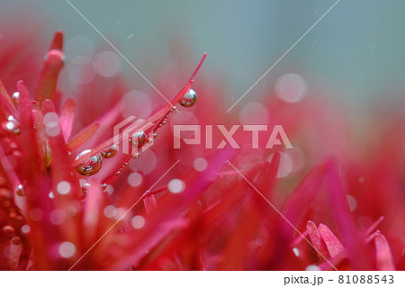 気泡 水草 水槽 酸素の写真素材