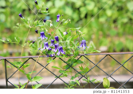 花 下向き 青紫 紫 夏の写真素材
