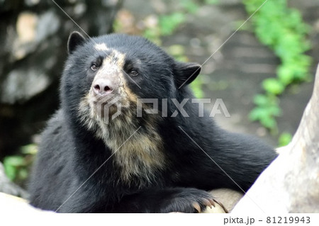 メガネグマ 木登り 熊 メガネクマの写真素材